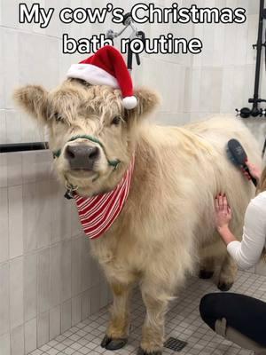 Milo the red nosed reindeer ❤️ Merry Christmas everyone! 🎄🎅🏼 #christmas #cow #bath #routine 