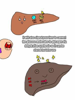 pancreatic mechanism explained #biology #freeeducation #humanbiology 