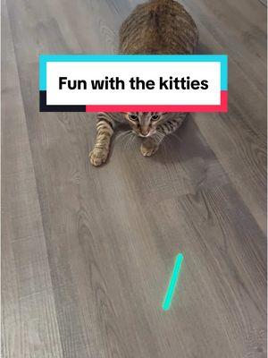 #PioresSituaçõesSemArCondicionado #kitties #kittens #kittensoftiktok #cats #catsoftiktok #catgram #southerncats #catsinthesouth #lasers #laserfun #mj #lk #dg #dh #finny #funny #funnytok #gr #meow #meo 