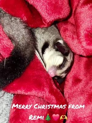 My sweet Remi😍😌😭 #fyp #sugarglidersoftiktok #remi #sugarglider #dallastx #christmas2024🎅🎄 #fypシ #texaslesbians🏳️‍🌈🌵🇨🇱 