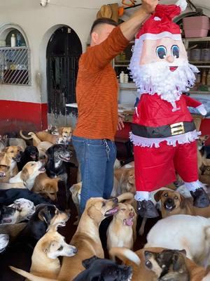 FELIZ NAVIDAD!!! 🎄  Gracias a quienes en estos 12 meses han sido parte de toda esta aventura de #CorazonesJutiapanecos 🐾🐈‍⬛ alimentando y respaldando toda la labor, #SociosHonorsrios #Héroes y #SuperEstrellas que apoyan, Dios les bendiga!!! Celebramos esta Navidad junto a 170 perritos y 38 felinos un detalle a nombre de ustedes que nos apoyan… 🩷🩵 @yoni gramajo @Claudia Vargas316 @Alba 68 @Leo🦁 @@sulyEstrada🇬🇹🇬🇹 @Alexshowgt @Cindy Guerra @Cindy Santiago @Emmanuel Velázquez @johavillela7 @fiona🏵🐶 @Hilda Uz @Keviin Alexander🦈 @LA LAPITA 🐶🐱👑 @Tania Escalona @RoxStar🌊⛈️ @sarahespinoza711 @Roger Briceno @Pedro Sevilla @……..:::::::AN@::::::…….♎️ 🍺☢️ @QuinnHarley_2084  NAVIDAD EN #ElRefugio 🇬🇹 apóyanos. 🙏🫶🏾🙌🏻 