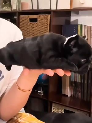 Gymnastics Bull #Frenchbulldog #frenchies #cutepetdebutplant #puppytiktok #gmailcute 