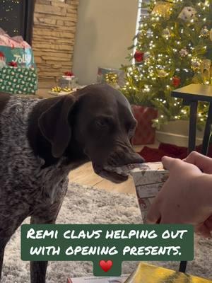 Remi Claus at your service. Merry Christmas to all and to all a good night. ♥️.  #germanshorthairedpointeroftiktok #remington #merrychristmas #germanshorthairedpointer #remismom #lovethisgirl #spoiled #spoiledrotten #dogsoftiktok #fyp #fypシ゚viral #obsessed #happyholidays #🤎 