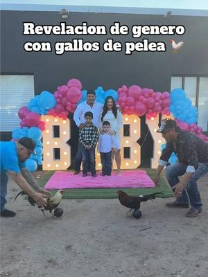 🐓🩷💙 #genderreveal #revelaciondegenero #niñooniña #niñaoniño #boyorgirl #girlorboy #gallodepelea #fyp #parati #rgv #956 