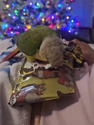 zazú abriendo su regalo #zazú #conures #navidad #navidad2024 #regalos #juandelgado1376 #burritosabanero 