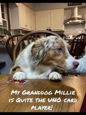 Merry Christmas! 🎅🏻🎄☃️💗 #millie #granddog #australianshepherd #spoiledrottten #christmasfun #familyfirstandforever #myfamilymyworld ❤️🌎 @peyton_curtis11 @Colton Curtis @Vince @brooklynn 