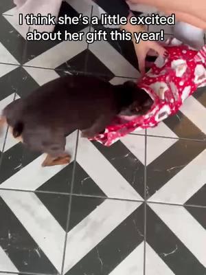 My dog loved her present #theminpinhouse #dogsoftiktok #minpin #familydogs #christmasdogs #presents 