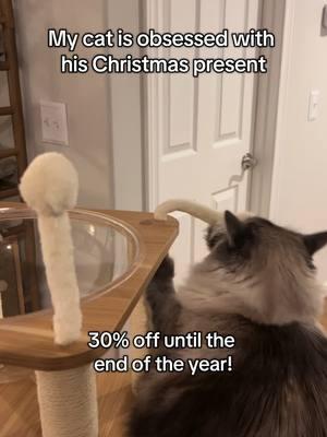 #catsoftiktok #cattree #cats #cattok #kittensoftiktok #cattoys #PetsOfTikTok #christmashaul #christmashaul2024 