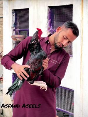 #foryoupage #for #fypシ #sargodhawaly #mianwaliaseel #punjab #trending #rooster #duet #asfandaseels #pakistan @CH UMER MURTAZA @Hamza Khan @ch irfan kalyar @shoqeen.com 