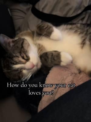 How do you know your cat loves you? #creatorsearchinsights #cattok #catsoftiktok #catlife #catlady #blindcat #blindcatsoftiktok #Love 