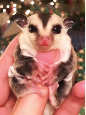 #onthisday #sugarglider  #sugarglidersoftiktok #plainfieldexotics #sugargliderbreeder #sugargliders #sugargliderjoey #sugargliderspfe 