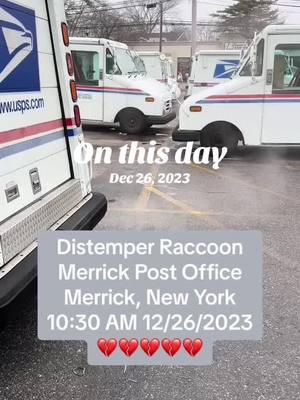 #onthisday #wildlife #wildliferescue #wildliferescuer #wildliferehab #wildliferehabilitation #wildliferehabber #everylifematters #raccoon #raccoonrescue #raccoonrescuer #sickraccoon #raccoondistemper #distemperraccoon #distemper #distemperawareness #caninedistemper #caninedistempervirus #distempervirus #distempertest #distempertesting #humaneeuthanasia #longisland #longislandny #longislandnewyork #longislandwildlife #LIWRR