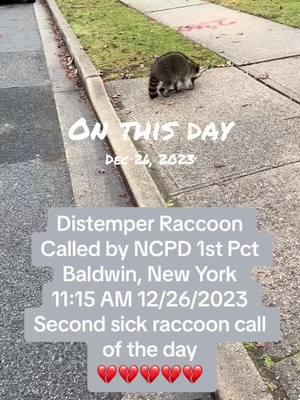 #onthisday #wildlife #wildliferescue #wildliferescuer #wildliferehab #wildliferehabilitation #wildliferehabber #everylifematters #raccoon #raccoonrescue #raccoonrescuer #sickraccoon #raccoondistemper #distemperraccoon #distemper #distemperawareness #caninedistemper #caninedistempervirus #distempervirus #distempertest #distempertesting #humaneeuthanasia #longisland #longislandny #longislandnewyork #longislandwildlife #LIWRR #Freeport #freeportNY #freeportpolicedepartment #freeportpolice #fpd #fyp 