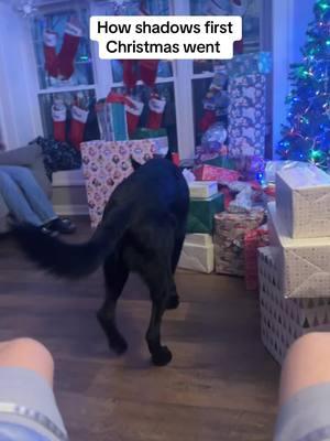 Watch will the send to see him enjoy his jolly ball😂😂😂 #christmas #happyholidays #fypシ #christmaspuppies #firstchristmas #agermensheperdchristmas #germanshepherd 