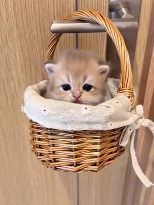 - I love cats🥰🥰❤️❤️❤️#pet #cat #catsoftiktok #cutecat #cutecatvideos #lovecat #kitten #kittensoftiktok #lovecatsoftiktok #fy 