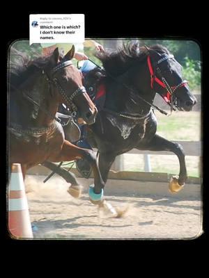 Replying to @cessna_420   Martin is the big bay. He's 17, 66in. and asthmatic. Gelding Ace is the black bay. He's 12, 62in. and Martin's a**hole little brother. Stud #horses #standardbredsoftiktok #appalachia #barnlife 