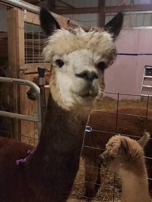 Good morning! #alpacasoftiktok #farmanimalrescue #