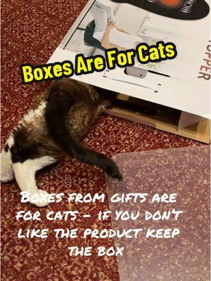 Boxes are a must for the holidays #groucho #devonrex #catsoftiktok #catbehavior #catsandboxes #catsandchristmas #boxes #stevedalepettips #stevedale 