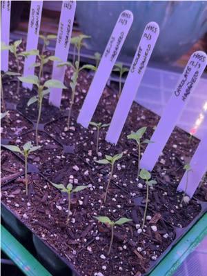 December Seed Starts Update! Getting a JUMPSTART on HOT PEPPERS for Spring 2025! #texasgarden #texasgardenguy #texasgardening #garden #gardening #seedstartingtips #seedstarting #springgarden #peppers #growfood #growfoodnow @Hoss @Lettuce Grow 