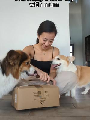 Just making sure it passes the Mochee and Lychee Quality Control Test. 😆 . . . #fyp #foryoupage #unboxing #corgilife #lycheethecorgi #thechees #mocheethecorgi #corgi #corgis #dog #corgisofinstagram #corgipuppy #9gag #barked #corgistagram #corgiplanet #corgicommunity #corgipuppies #cute #corgibutt #myfavcorgi #weeklyfluff #instadog #dogsofinstagram #doglover #puppy #puppies #puppiesofinstagram #dogstagram #柯基 #コーギー #웰시코