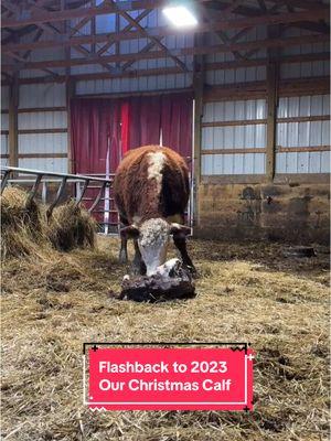 Flashback to Christmas 2023 When We Had a Surprise Christmas Calf! #cattarauguscountyag #mitrowskihousefarm #wny #homesteading #hereford #herefordcattle 