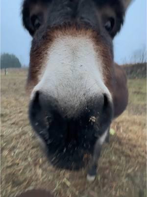 Henry loves to nose bump goodbye! #fyp #henry #boggsfunnyfarm #donkeyoftiktok #fypシ #donkey #goodmorning #breakfast 