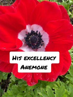 His excellency anemones. #flowerfarm #flores #flowers #plants #weddingflowers #locallygrown #gardentok #flowertok #urbanfarming 