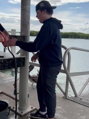 Feeding the pelicans.  #florida #pelicans #fishing #tofunny #animals #wildlife #hungry #customers #ourjob #fyp #🤣 #bottomsupfishingcharters #atthedock #notscared #fromcanada #lol #boys