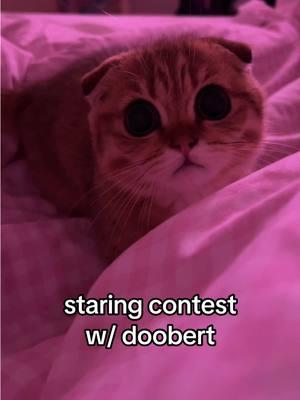 DID DOOBERT WIN?? also he looks a little scary when his pupils r huge #fyppppppppppppppppppppppp #kitten #catsoftiktok #staringcontest #fypシ゚viral 