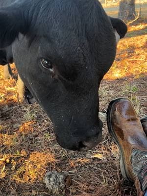 #fyp #goodtimes #justchillin # cutting up#farmlife #bull#animals 