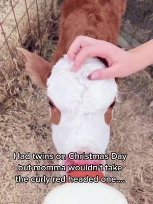 Merry Christmas! #okiegirl #farmher #calvingseason #twins #fyppppppppppppppppppppp 