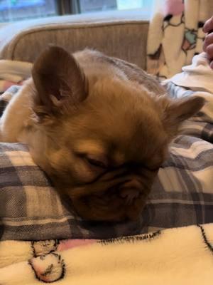 Puppy snores 😴💤💤 #frenchies #sleepingpuppy #frenchiesoftiktok #frenchiepuppy #frenchietiktok #frenchielife #frenchielover #frenchiebabyy #frenchiesofinstagram #frenchiepuppies #puppytiktok #puppytiktok #puppylover #bullybreeds #snoringdog #frenchy  