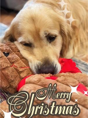 And to all a good night! #goldenretrieversontiktok #goldenretrieversoftiktok #goldenretrieverworld #dogchristmas #goldenretrieverchristmas #fyp #goldenretrieverlife #stockingsfordogs #santadogs 