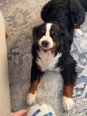 Robbi’s #1 enemy = tape 👹 #bmd #bernese #bernesemountaindog #dogsoftiktok #funnydogs 