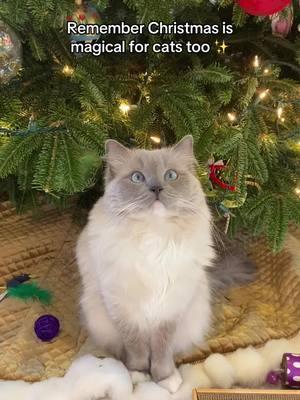 Spread some Christmas cheer to your pets this season 🎄❤️  #catsoftiktok #ragdollcat #ragdollcats #cats #catchristmas 