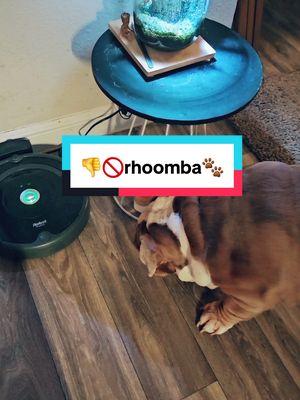 He hates the Rhoomba #👀💀🤣🐾❤️😳🙄#fypシ゚viral #fypシ #fyp #dogsoftiktok #holidays #christmas #PetsOfTikTok #englishbulldog #dogdaddiaries #baloo #ruxin #bulldog 