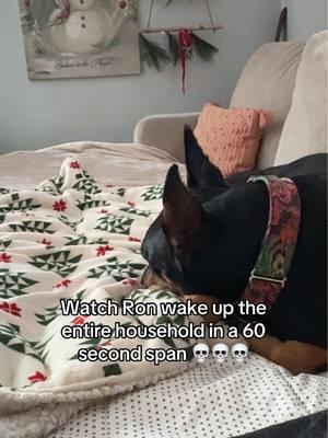 Who wants this dog? I’ll pack his bag 😂 #doberman #dogmomstruggles #naughtydog 