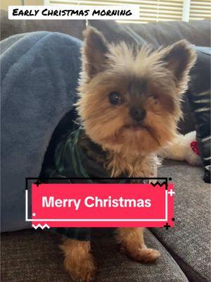 I hope Santa has a patience customer service team. #yorkie #mrponytail #funnypets #PetsOfTikTok #blackpeoplepets #yorkiesoftiktok 