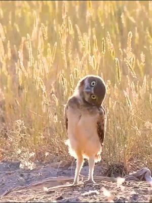 Burrowing Owl Philosophy 101: it will make sense upside down. . . . . .#burrowingowl #funnyanimals #cuteanimals #babyanimals #owls #branchmanager  #birdphotography  #onlyowls #funnymemes  #sonyalpha #sonyalphafemale @sonyalpha 