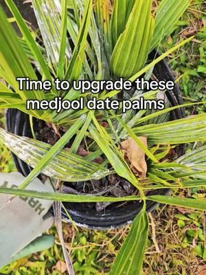 go plant a tree...or palm...whatever. #freetrees #date #datepalms #fruittrees #longtermgoals #homestead #orchard 