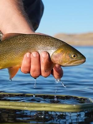 What bugs are actually active during the winter? And is it even worth it to go out fly fishing in the cold? Well, fish do slow down in the winter, but they still eat! And there are a few bugs that are active, even when there's snow on the ground! On this episode of Untangled, you'll learn about the 12 flies that Spencer recommends for winter fly fishing, and a few tips for effectively fishing these flies! To watch the full episode and see the entire list of flies, check out the podcast link in our bio! The 12 Best Flies for Winter Fly Fishing | Ep. 107 #flyfishing #flyfishingnation #flyfishingtiktok #flyfishinglife #flyfishingtrout #flyfishingaddict #flyfishingcheck #flyfishingtips #flyfishingbass #venturesflyco #TeamVFC #livereellife #beginnerflyfishing #howtoflyfish #flytying #flytyingjunkie #flytyingaddict #flytyingtutorial #flytyingvideo #flytyingnation #flytyingphotography #flytyingtiktok #flyfishinggear