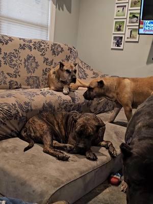 She gets in where she fits in.  www.realpresa.com  #carwarranty #scooch #couch #dogsoftiktok #dogslife #dogphotography #presacanario #guarddog #familydog #realpresa #cabezagrande #preservationbreeder 