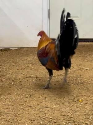 Evaluating Hatch cocks. Ursula had enough of this one and headed for the rafters. #gamefowl #gamefowlnation #gamefowlfarm #gallerosmexicanos🇲🇽❤ #sabongnation🇵🇭 #gamefowllover #gamechickenaddiction #gamechickens #gamefowls #gamefowlmexico #gamefowlbreedersoftexas #gamefowlmexico #gamefowlbreeding 