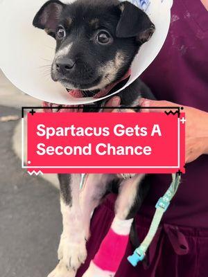 Spartacus is a brave little puppy who was rescued from a pet cruelty situation. Sadly, he was the only survivor of his litter, but he is a fighter and thanks to generous Greater Good Charities donors, he is receiving the care he needs to grow up to be a big strong boy and find his loving forever family. Learn more how you can help sweet pets like Spartacus get the care they need, click the link in bio. #rescuepet #adoptdontshop #helpspartacus #spartacusthebravepuppy #dogsoftiktok #dogtok #fyp