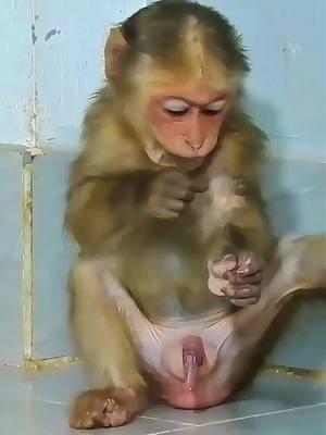 The funny baby monkey #monkey #monkeys #monkeydluffy #babymonkey #cute #cutemonkey #wildlife #monkeyface #usa #wildanimals #animals #pet #foryou #cuteanimals #poor #monkeybaby #monkeylover #babyanimals #adorable #viral 