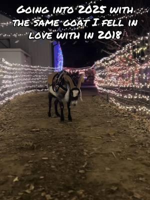 Quill has been with me since he was 24 hours old. He’s my best friend. #leamansgreenapplebarn #7generationfarm #michiganfarmer #reindeerquill #christmasonthefarm #merrychristmas #goatsoftiktok #goats #goatsareawesome #goats🐐 #happyholidays #loveanimals #cute #2025 #findeaño 