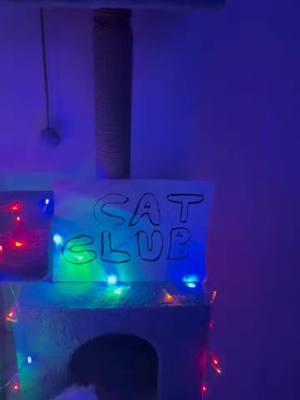 Cat Club #catclub #catsoftiktok #catdance #catparty 