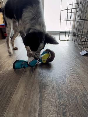 She can normally untie or unravel anything you give her, I was surprised to see this took her over 5 minutes and she loved it! #dog #fyp #dogenrichment #dogtoy #snufflemat 