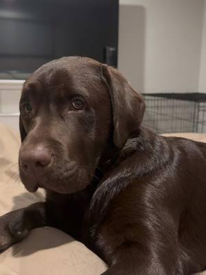 You stop petting when I tell you you can stop petting!!!😠 #PetsOfTikTok #labpuppy #labradorretriever #fyp #viral #chocolatelab #1min #longervideos #puppylove #needydog #velcrodog 