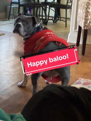 Baloo’s baby sis is home for a few! #dog #bully #baloo #pitty #amstaff #foryoupage #happy #ballet #dance #showseason 